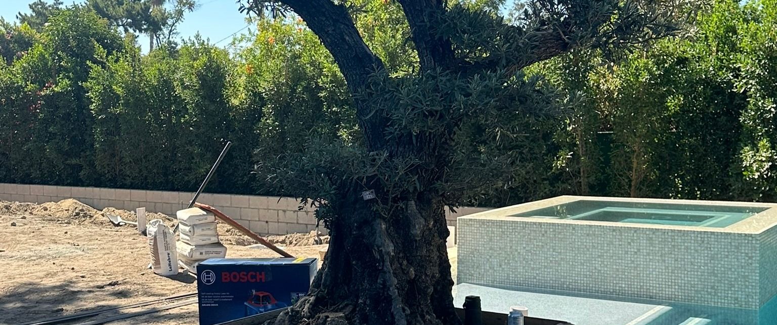 Arnwood — specimen olive tree set in its planter beside the pool, under construction